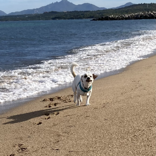 Hund läuft am Strand entlang und steht für Naturverbundenheit und Inspiration bei Studio Schikoko.