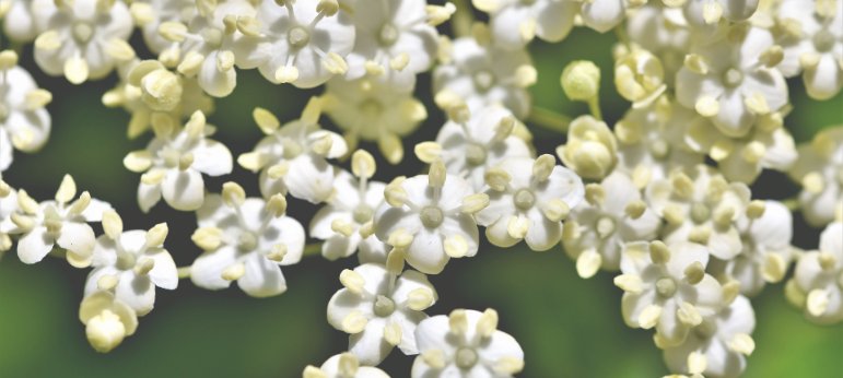 Weiße Holunderblüten des Schwarzen Holunders (Sambucus nigra) in Nahaufnahme